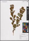Foto von Salix aurita L.